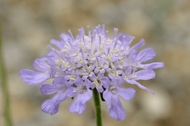 Des images de diffrentes plantes